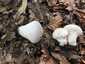 Bimbós pöfeteg (Lycoperdon perlatum), Somogy